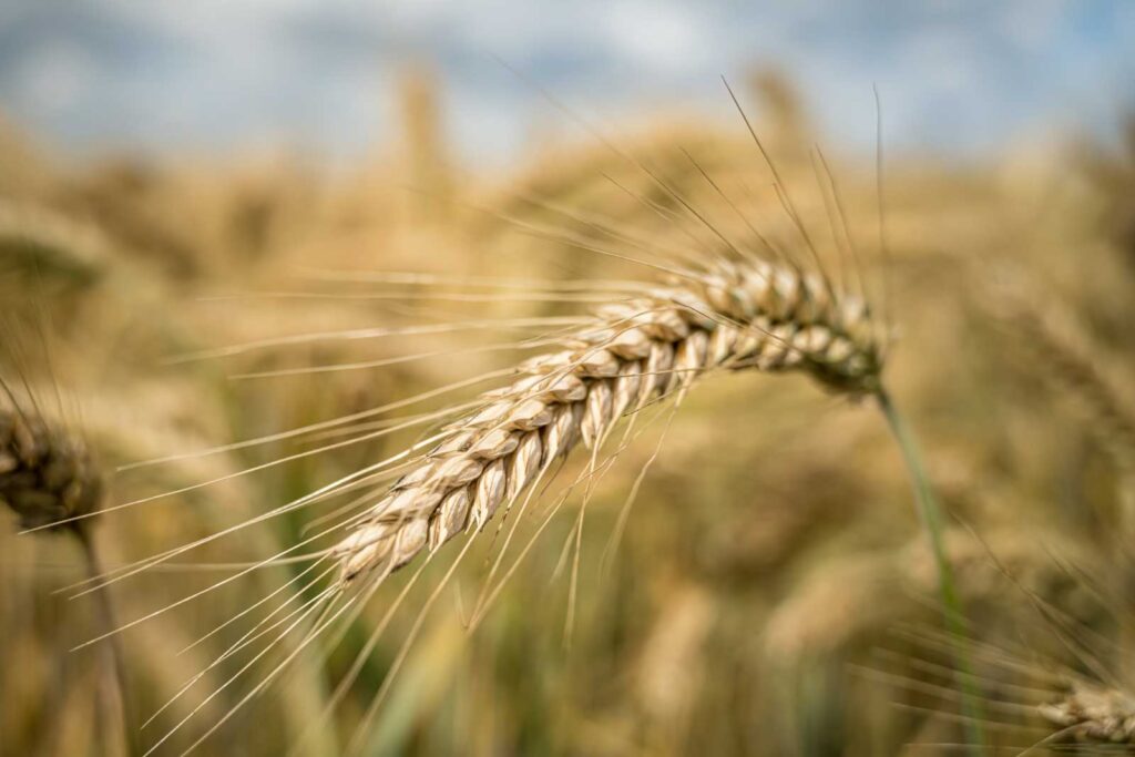 Primo piano dettagliato di un chicco di grano Senatore Cappelli, dorato e leggermente ricurvo, con una texture ruvida e scanalature visibili. Lo sfondo è sfocato per mettere in risalto il chicco e sottolinearne le caratteristiche naturali e rustiche.