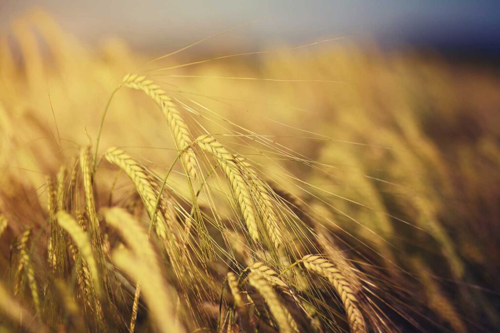Un campo di grano dorato in Italia al tramonto.